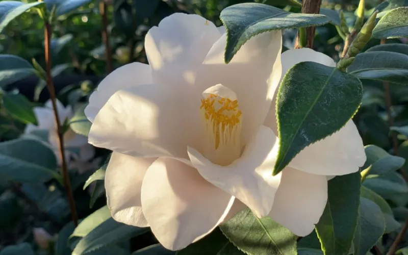 a close up of a flower