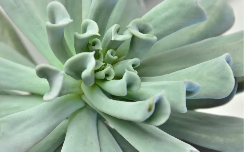 Echeveria runyonii 'Topsy Turvy'