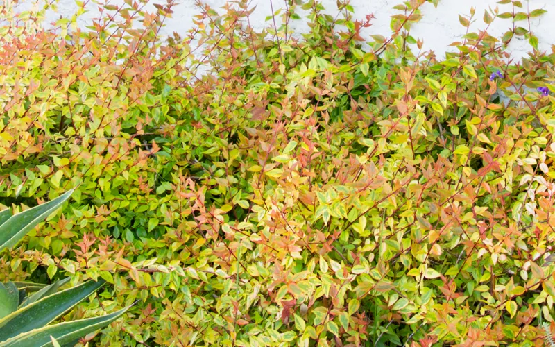 a close up of a shrub