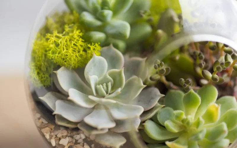 Succulents Terrarium