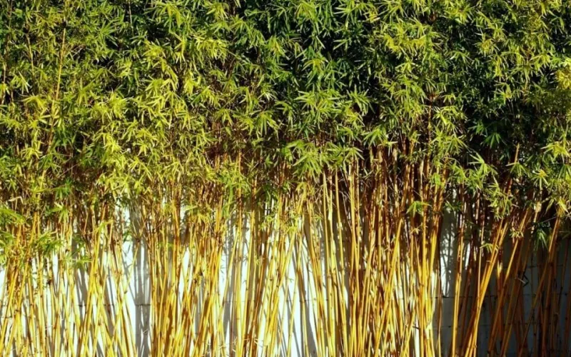 a tree in front of water