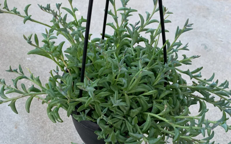 Senecio peregrinus ‘String of Dolphins’