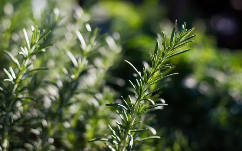 sprigs of rosemary in the landscape