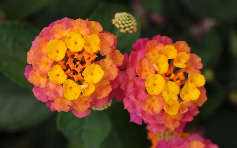 Lantana