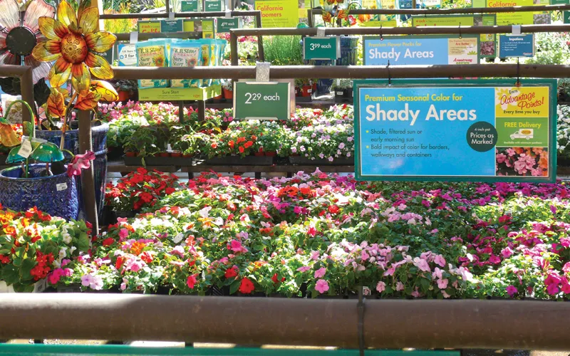 a close up of a flower garden