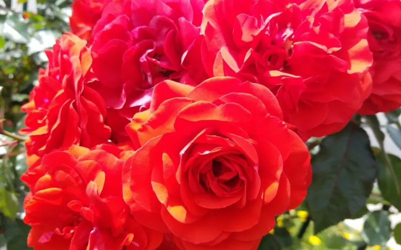 a close up of a flower