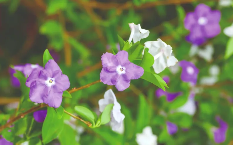 a close up of a flower