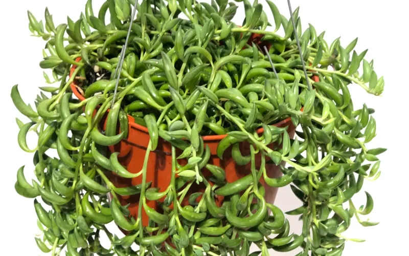 Senecio radicans ‘String of Bananas’