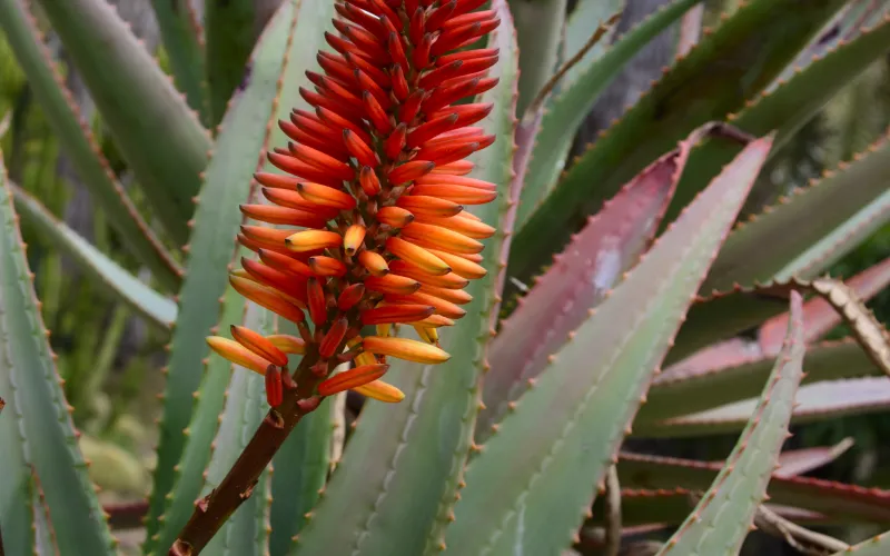 Blooming Aloe