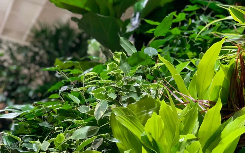 Armstrong houseplants at California nursery