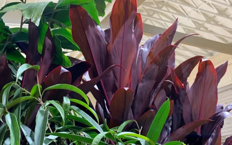 a close up of a plant