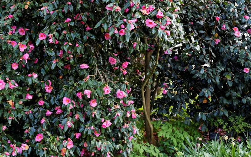 a close up of a flower garden
