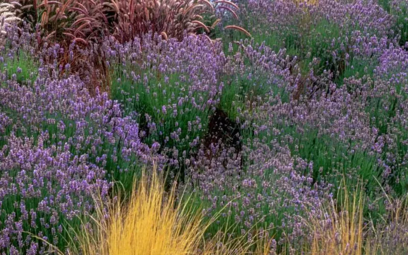 a group of bushes in a field