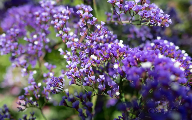 a close up of a purple flower on a plant
