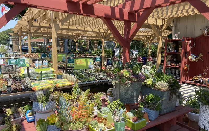 a market with lots of plants