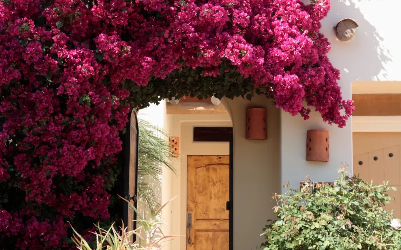 Bougainvillea