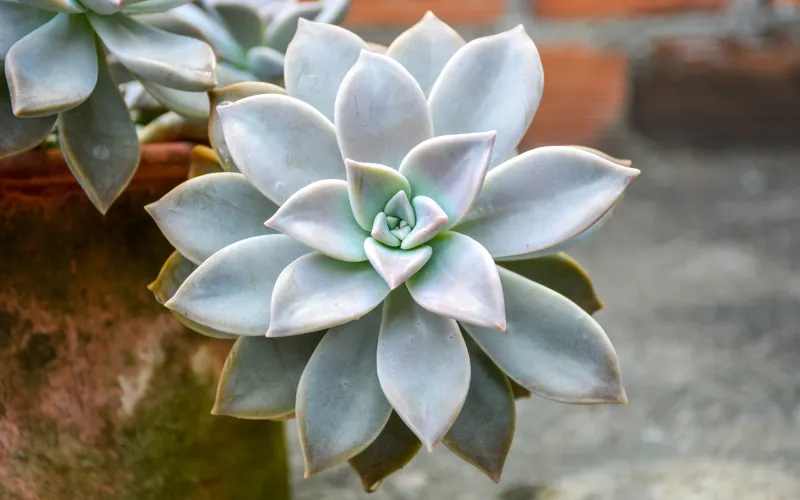 Graptopetalum paraguayense (Ghost Plant)