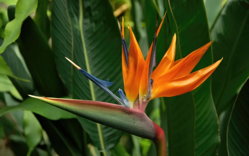 Tropical Garden | Armstrong Garden Centers