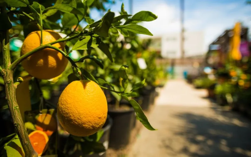 an orange hanging from a branch
