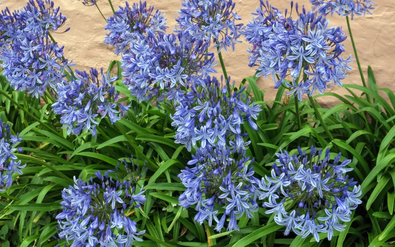 a group of purple flowers