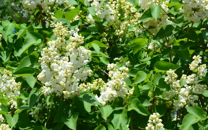 a close up of a flower garden