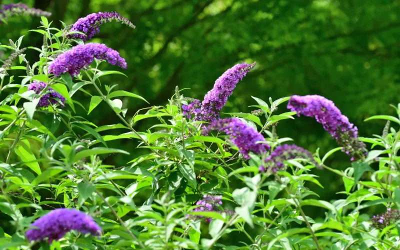 Buddleia