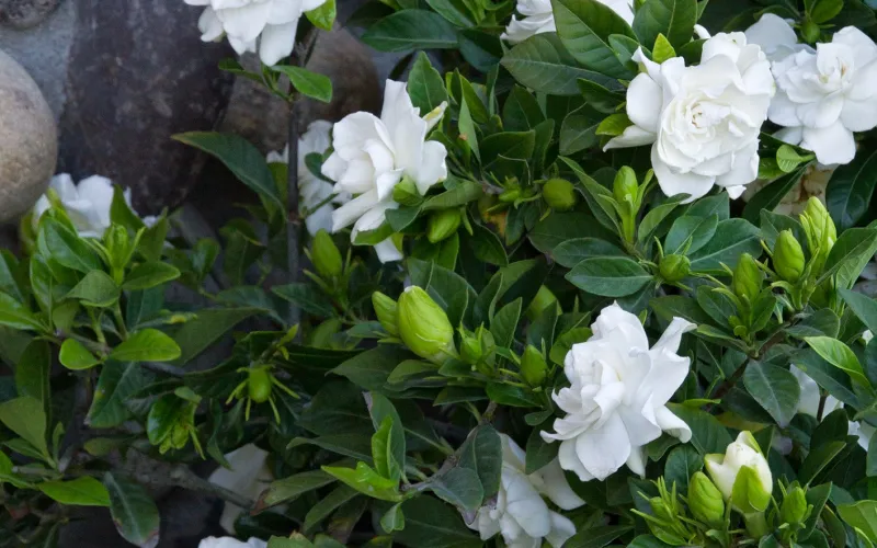 Gardenia