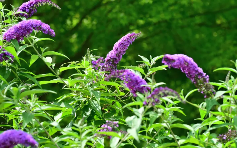 a purple flower in a garden