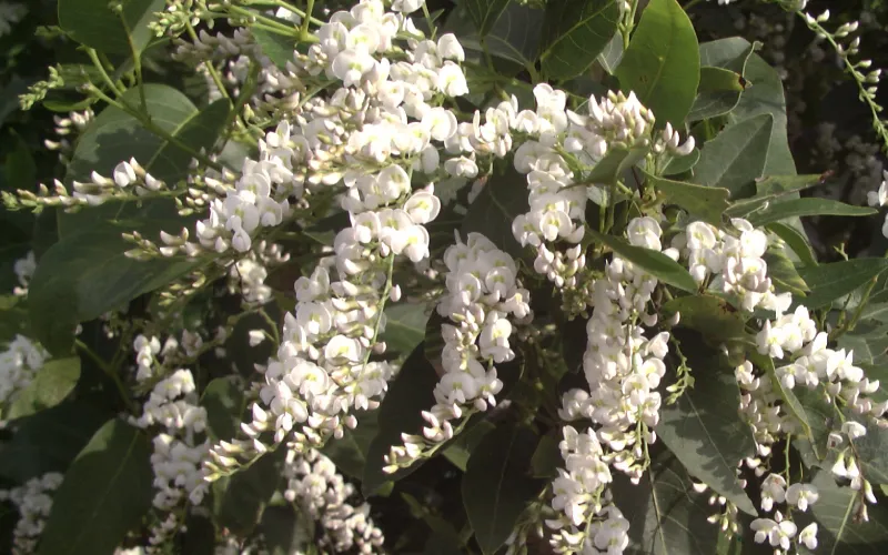a close up of a flower garden