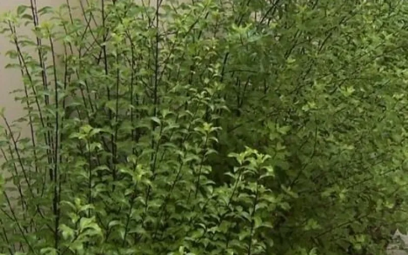 Pittosporum tenuifolium 'Silver Sheen'