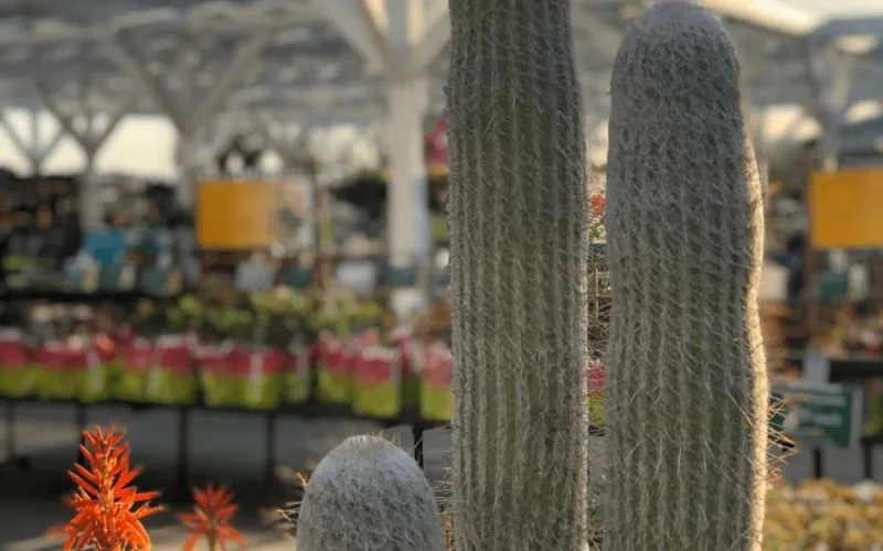 cactus in sun at Armstrong san juan capistrano