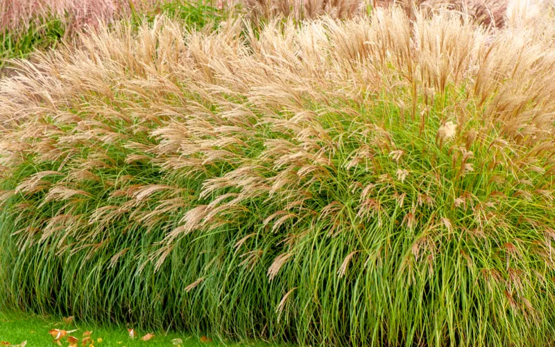 a field of tall grass