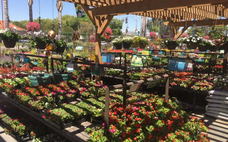 a close up of a flower garden