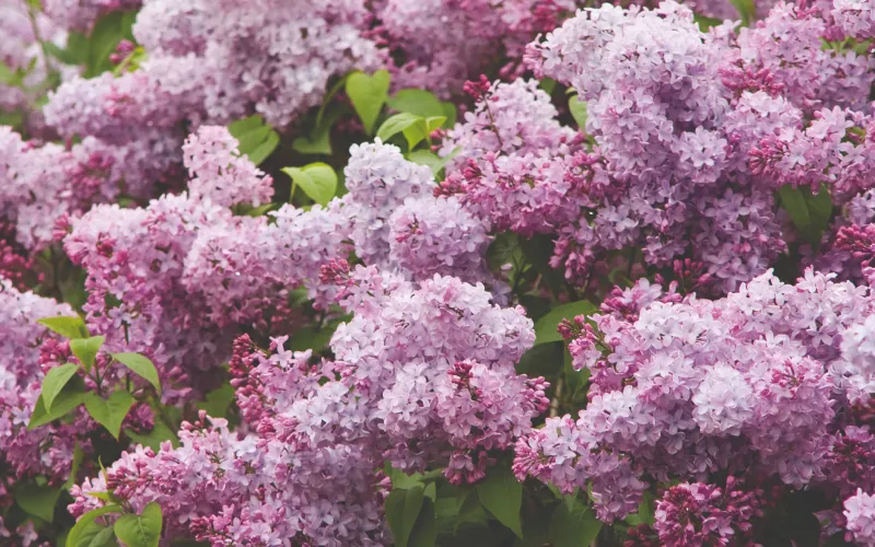 a close up of a purple flower with Hulda Klager Lilac Gardens in the background