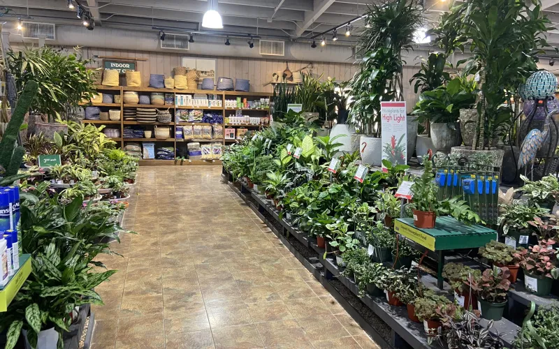 a store with plants and plants