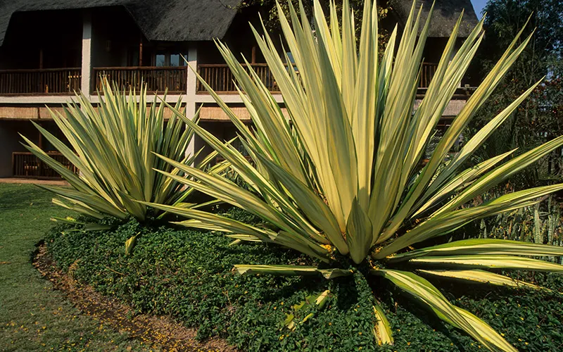 large yellow-green shrub with spiky leaves