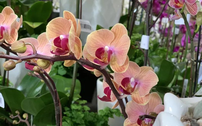 Pink phalaenopsis orchid - blooming orchid