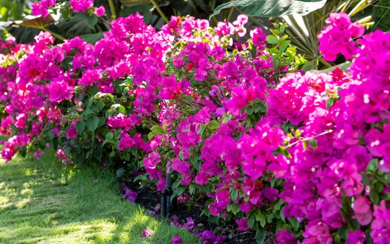 a close up of a flower garden