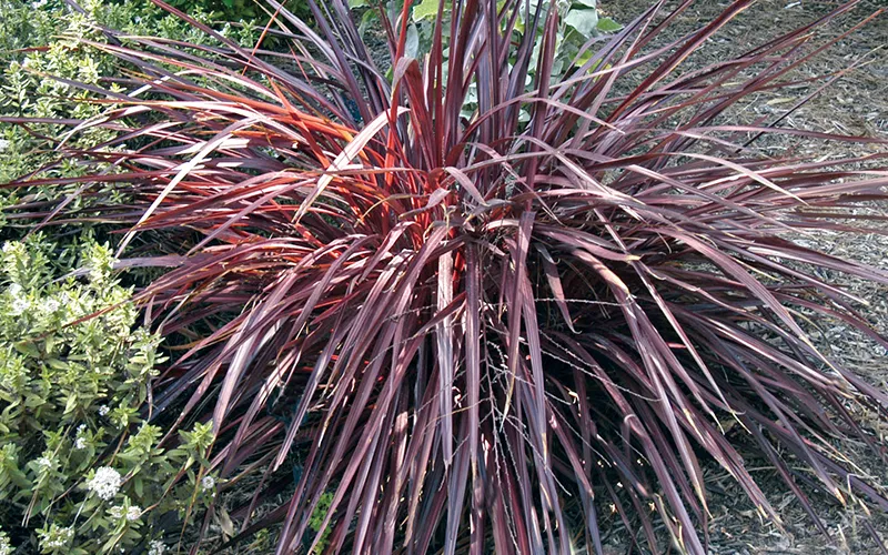 shrub with dark purple leaves