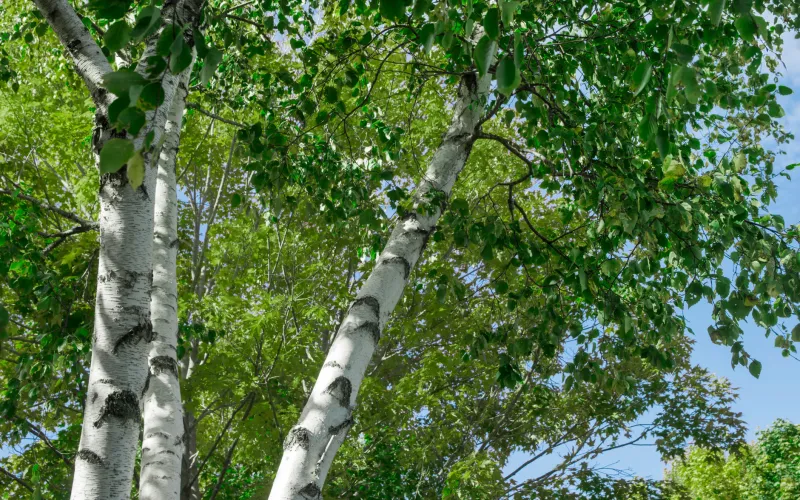 a close up of a tree