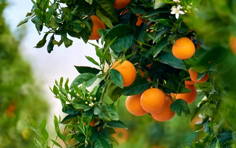 a group of oranges hanging from a branch