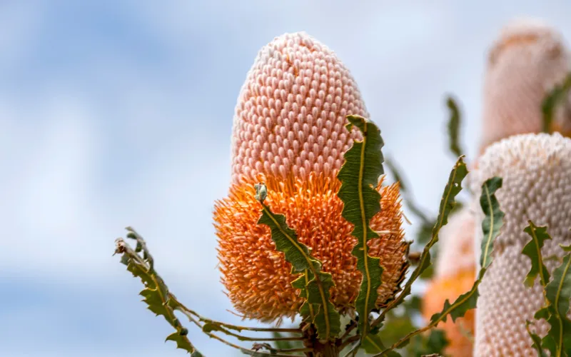 Banksia
