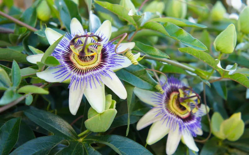a close up of a flower
