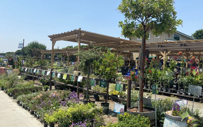 a garden with plants and flowers
