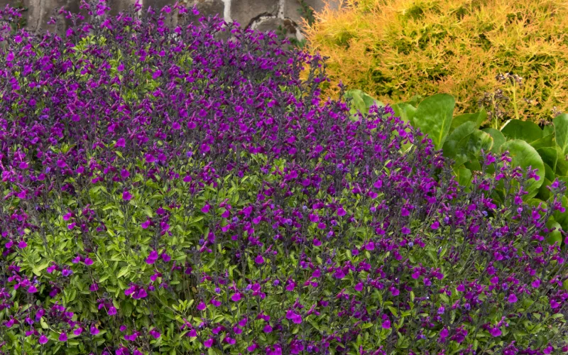 a close up of a flower garden