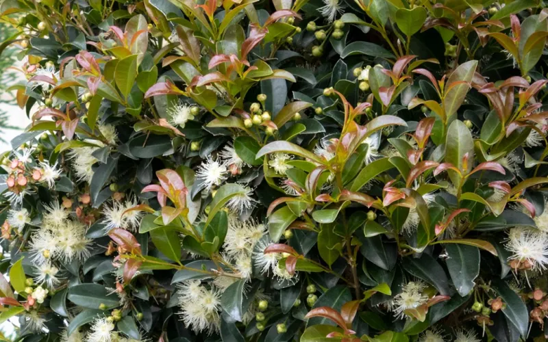 Eugenia 'Monterey Bay'