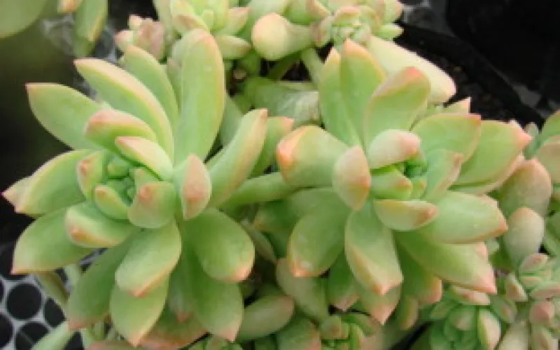 Sedum adolphii “Adolphy’
