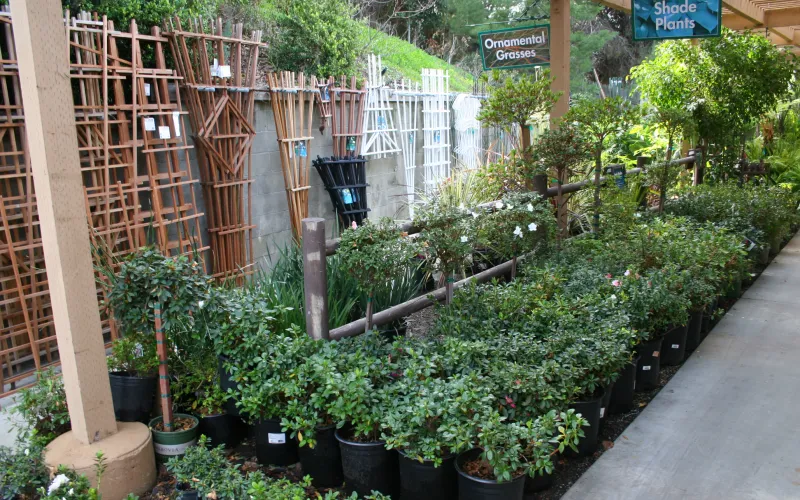 a plant in a garden