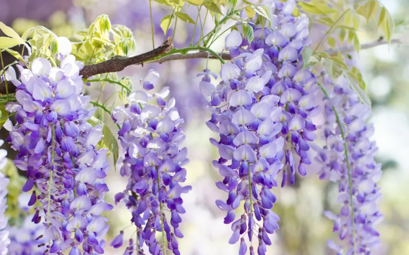 a purple flower on a plant