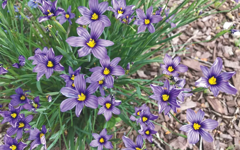 Sisyrinchium bellum-Blue Eyed Grass